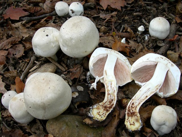Volvariella  terrea  sp.nov.